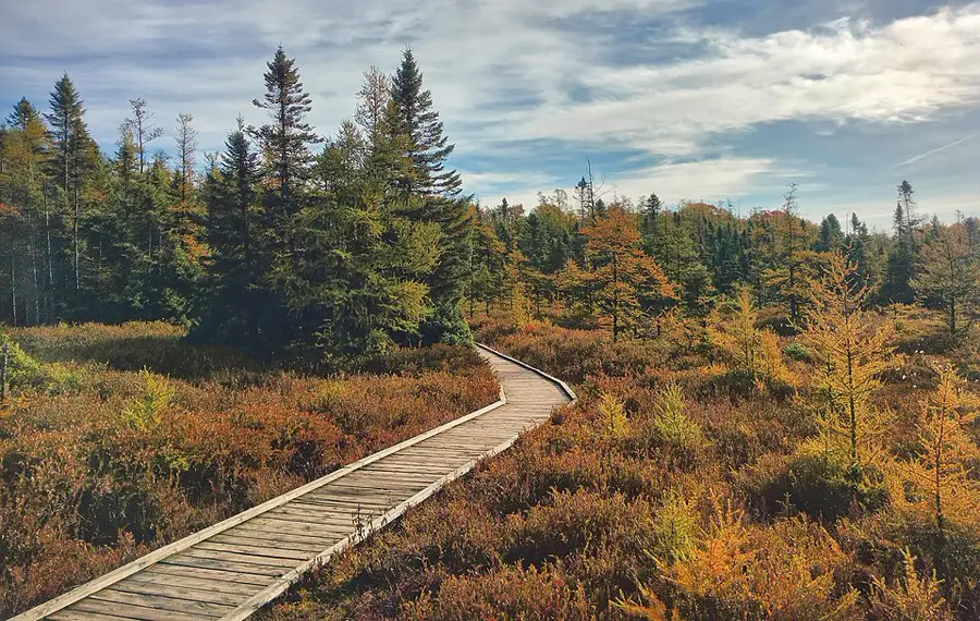 Sifton Bog, Hyde Park