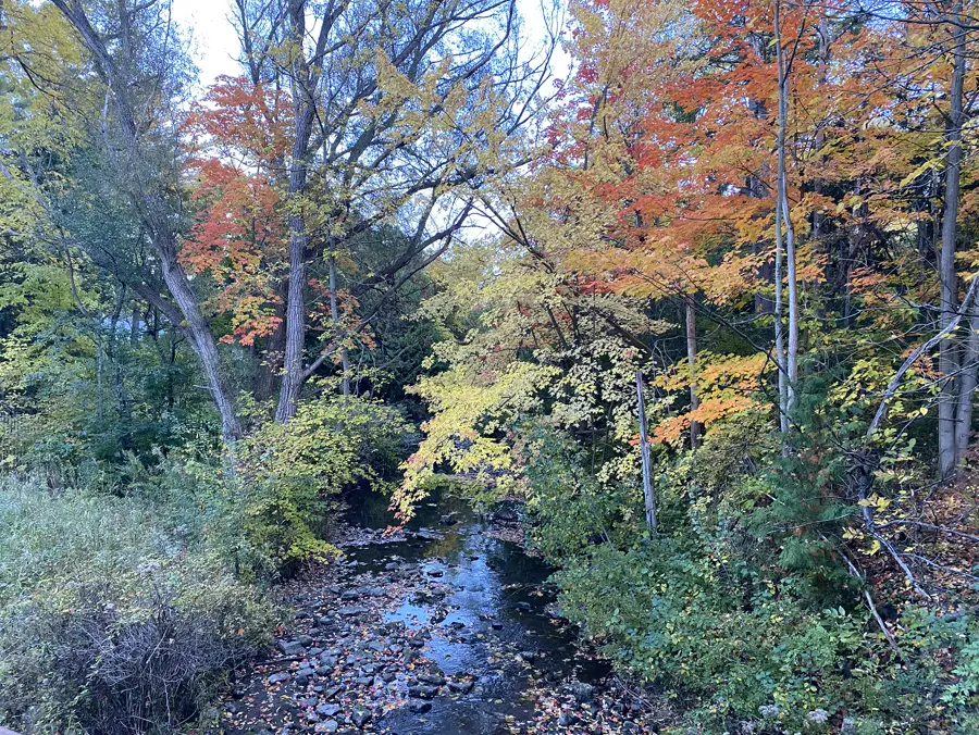 A creek with 49 fish species, Stoney Creek
